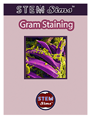 Gram Staining Brochure